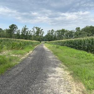 Photo #23 of SOLD property in Off Elkton Road, Clarkton, NC 45.6 acres