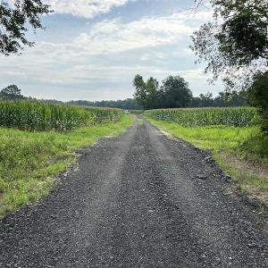 Photo #25 of SOLD property in Off Elkton Road, Clarkton, NC 45.6 acres