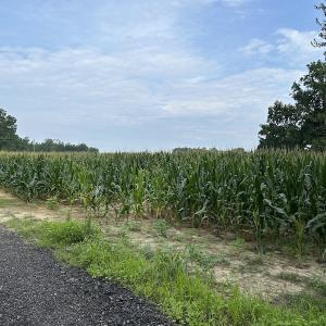 Photo #26 of SOLD property in Off Elkton Road, Clarkton, NC 45.6 acres