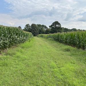Photo #27 of SOLD property in Off Elkton Road, Clarkton, NC 45.6 acres