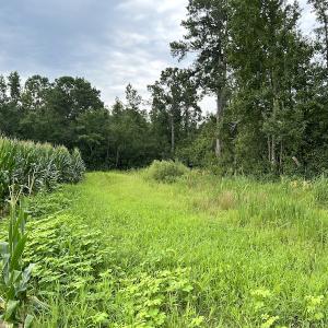 Photo #28 of SOLD property in Off Elkton Road, Clarkton, NC 45.6 acres
