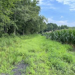 Photo #29 of SOLD property in Off Elkton Road, Clarkton, NC 45.6 acres