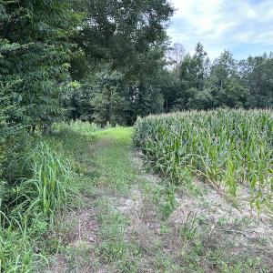 Photo #30 of SOLD property in Off Elkton Road, Clarkton, NC 45.6 acres