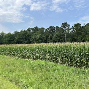 Photo #31 of SOLD property in Off Elkton Road, Clarkton, NC 45.6 acres