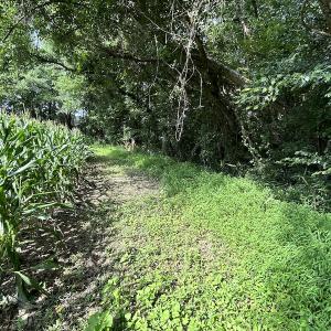 Photo #32 of SOLD property in Off Elkton Road, Clarkton, NC 45.6 acres