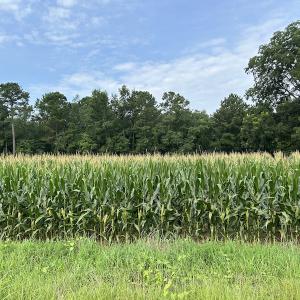 Photo #34 of SOLD property in Off Elkton Road, Clarkton, NC 45.6 acres