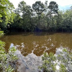 Photo #35 of SOLD property in Off Elkton Road, Clarkton, NC 45.6 acres