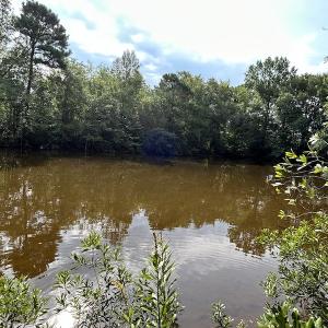 Photo #36 of SOLD property in Off Elkton Road, Clarkton, NC 45.6 acres