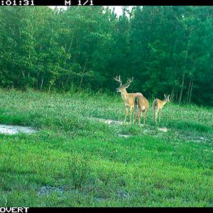 Photo #6 of SOLD property in Off Clifton Road, Beaverdam, VA 36.7 acres