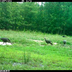 Photo #8 of SOLD property in Off Clifton Road, Beaverdam, VA 36.7 acres