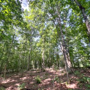 Photo #20 of SOLD property in Off Clifton Road, Beaverdam, VA 36.7 acres