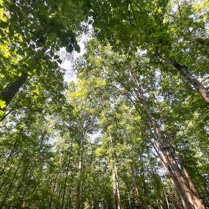 Photo #21 of SOLD property in Off Clifton Road, Beaverdam, VA 36.7 acres