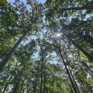 Photo #31 of SOLD property in Off Clifton Road, Beaverdam, VA 36.7 acres
