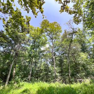 Photo #38 of SOLD property in Off Clifton Road, Beaverdam, VA 36.7 acres