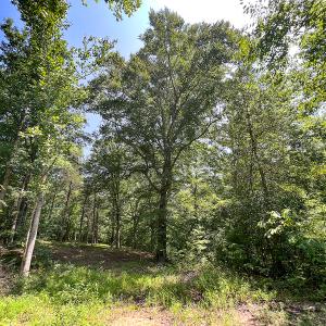 Photo #40 of SOLD property in Off Clifton Road, Beaverdam, VA 36.7 acres