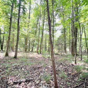 Photo #42 of SOLD property in Off Clifton Road, Beaverdam, VA 36.7 acres