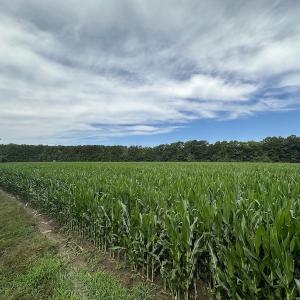 Photo #11 of SOLD property in Off Whachapreague Rd , Wachapreague, VA 40.0 acres