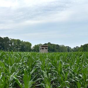Photo #12 of SOLD property in Off Whachapreague Rd , Wachapreague, VA 40.0 acres