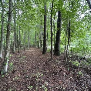 Photo #14 of SOLD property in Off Whachapreague Rd , Wachapreague, VA 40.0 acres