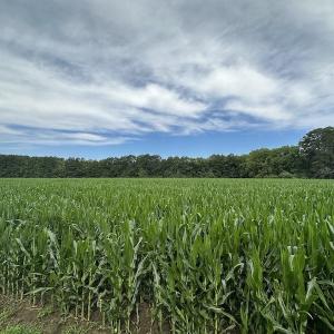 Photo #15 of SOLD property in Off Whachapreague Rd , Wachapreague, VA 40.0 acres