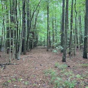 Photo #16 of SOLD property in Off Whachapreague Rd , Wachapreague, VA 40.0 acres