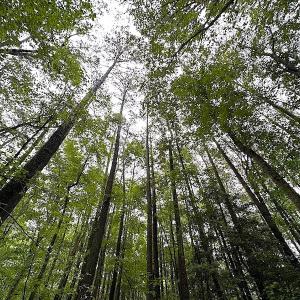 Photo #17 of SOLD property in Off Whachapreague Rd , Wachapreague, VA 40.0 acres