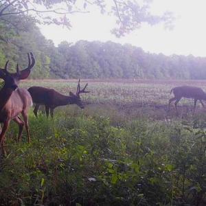 Photo #18 of SOLD property in Off Whachapreague Rd , Wachapreague, VA 40.0 acres