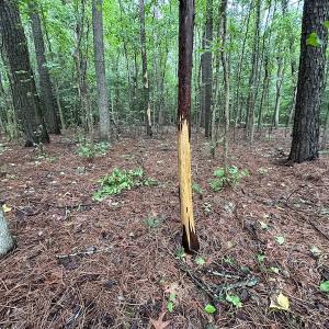 Photo #19 of SOLD property in Off Whachapreague Rd , Wachapreague, VA 40.0 acres