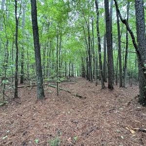 Photo #20 of SOLD property in Off Whachapreague Rd , Wachapreague, VA 40.0 acres