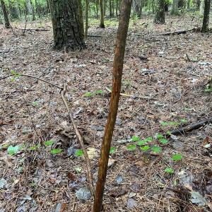 Photo #21 of SOLD property in Off Whachapreague Rd , Wachapreague, VA 40.0 acres