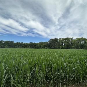 Photo #22 of SOLD property in Off Whachapreague Rd , Wachapreague, VA 40.0 acres