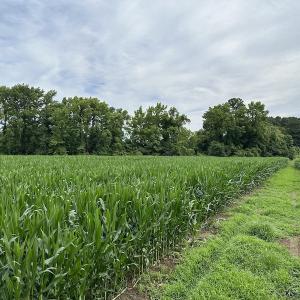 Photo #23 of SOLD property in Off Whachapreague Rd , Wachapreague, VA 40.0 acres