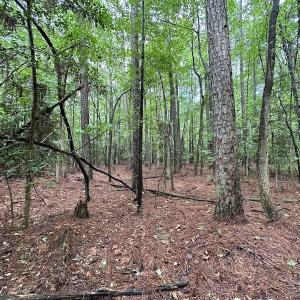 Photo #24 of SOLD property in Off Whachapreague Rd , Wachapreague, VA 40.0 acres