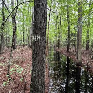 Photo #25 of SOLD property in Off Whachapreague Rd , Wachapreague, VA 40.0 acres