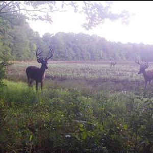 Photo #26 of SOLD property in Off Whachapreague Rd , Wachapreague, VA 40.0 acres