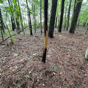 Photo #27 of SOLD property in Off Whachapreague Rd , Wachapreague, VA 40.0 acres