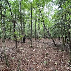 Photo #28 of SOLD property in Off Whachapreague Rd , Wachapreague, VA 40.0 acres