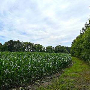 Photo #29 of SOLD property in Off Whachapreague Rd , Wachapreague, VA 40.0 acres