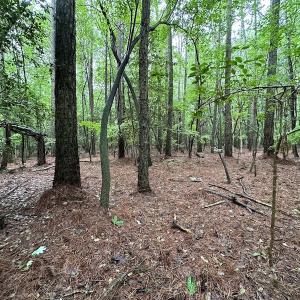 Photo #31 of SOLD property in Off Whachapreague Rd , Wachapreague, VA 40.0 acres