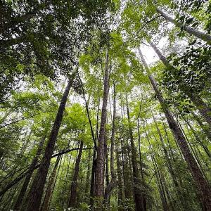 Photo #32 of SOLD property in Off Whachapreague Rd , Wachapreague, VA 40.0 acres