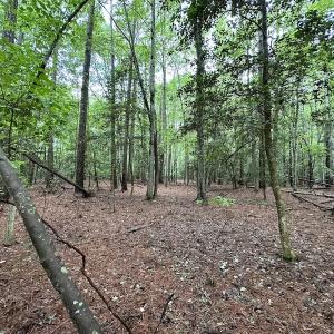 Photo #34 of SOLD property in Off Whachapreague Rd , Wachapreague, VA 40.0 acres