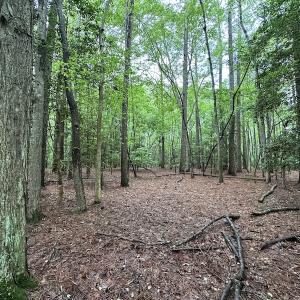Photo #35 of SOLD property in Off Whachapreague Rd , Wachapreague, VA 40.0 acres