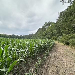 Photo #36 of SOLD property in Off Whachapreague Rd , Wachapreague, VA 40.0 acres