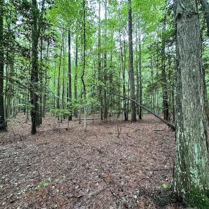 Photo #37 of SOLD property in Off Whachapreague Rd , Wachapreague, VA 40.0 acres