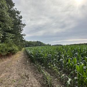 Photo #38 of SOLD property in Off Whachapreague Rd , Wachapreague, VA 40.0 acres