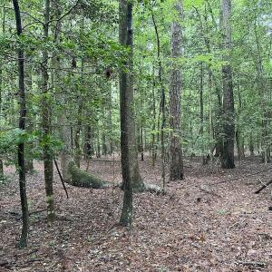 Photo #39 of SOLD property in Off Whachapreague Rd , Wachapreague, VA 40.0 acres