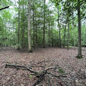 Photo #40 of SOLD property in Off Whachapreague Rd , Wachapreague, VA 40.0 acres