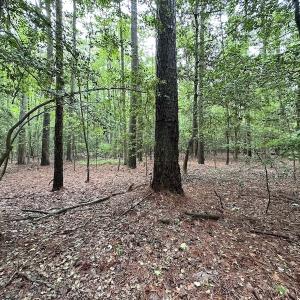 Photo #41 of SOLD property in Off Whachapreague Rd , Wachapreague, VA 40.0 acres