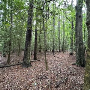 Photo #42 of SOLD property in Off Whachapreague Rd , Wachapreague, VA 40.0 acres
