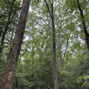 Photo #43 of SOLD property in Off Whachapreague Rd , Wachapreague, VA 40.0 acres